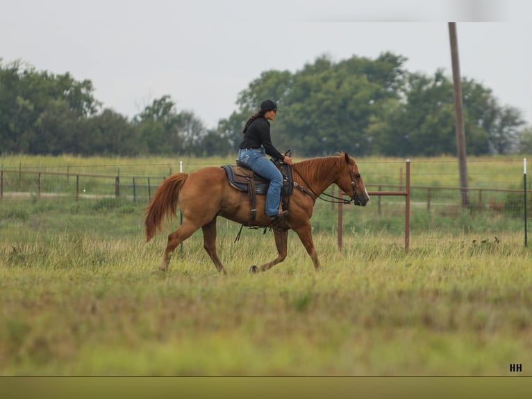 American Quarter Horse Castrone 10 Anni 152 cm Sauro ciliegia in Granbury TX