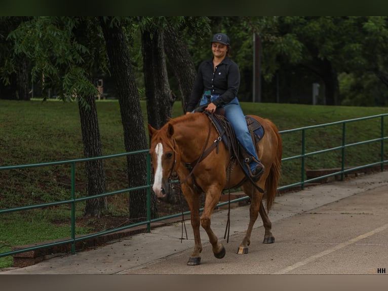 American Quarter Horse Castrone 10 Anni 152 cm Sauro ciliegia in Granbury TX