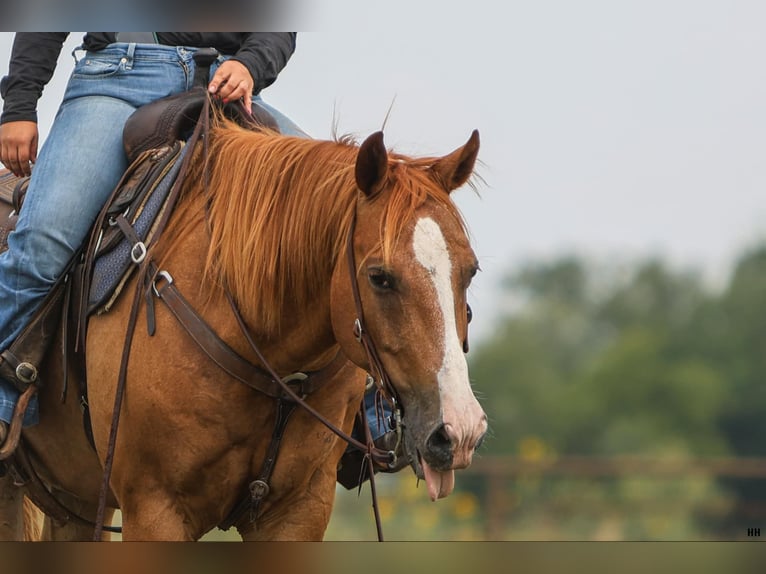 American Quarter Horse Castrone 10 Anni 152 cm Sauro ciliegia in Granbury TX