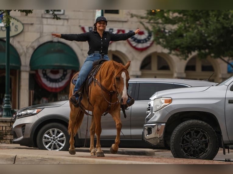 American Quarter Horse Castrone 10 Anni 152 cm Sauro ciliegia in Granbury TX