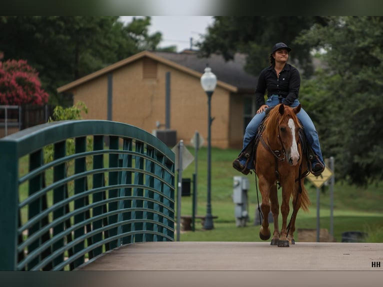 American Quarter Horse Castrone 10 Anni 152 cm Sauro ciliegia in Granbury TX