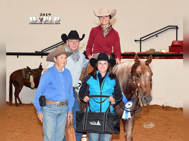 American Quarter Horse Castrone 10 Anni 152 cm Sauro ciliegia in whitesburg TX