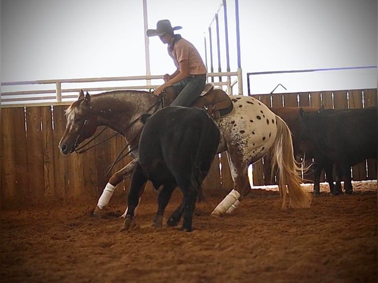 American Quarter Horse Castrone 10 Anni 152 cm Sauro ciliegia in whitesburg TX