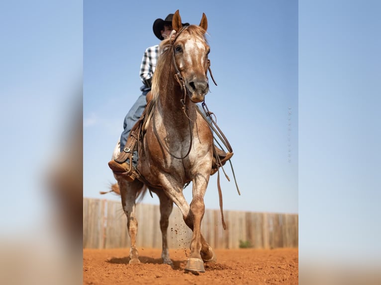 American Quarter Horse Castrone 10 Anni 152 cm Sauro ciliegia in whitesburg TX