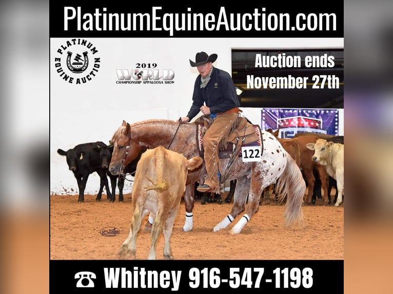 American Quarter Horse Castrone 10 Anni 152 cm Sauro ciliegia in whitesburg TX