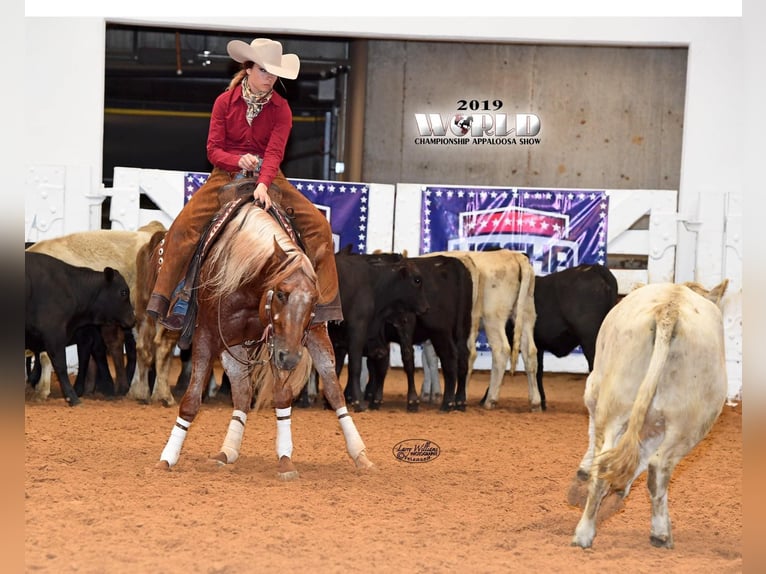 American Quarter Horse Castrone 10 Anni 152 cm Sauro ciliegia in whitesburg TX