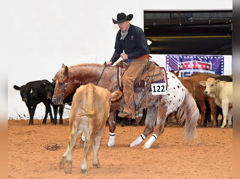 American Quarter Horse Castrone 10 Anni 152 cm Sauro ciliegia in whitesburg TX