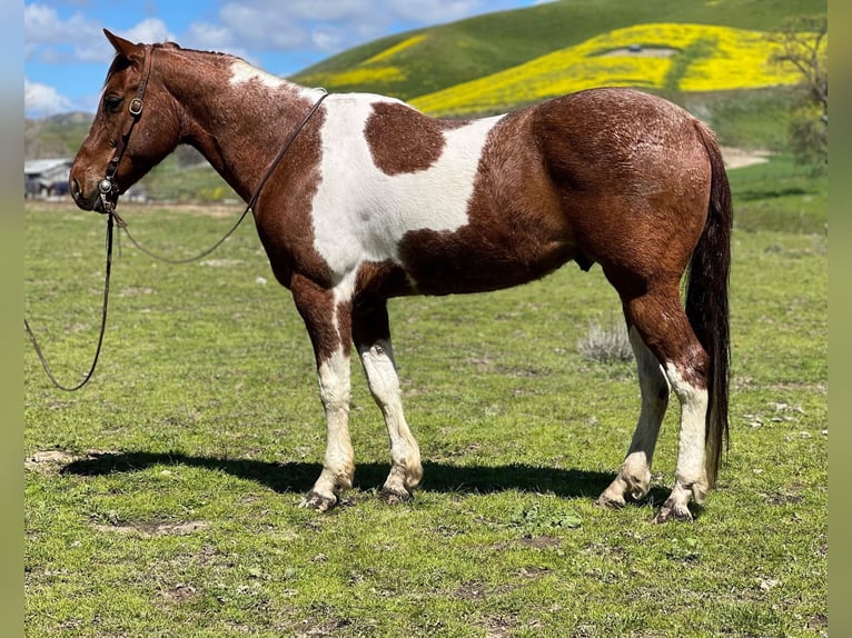 American Quarter Horse Castrone 10 Anni 152 cm Sauro ciliegia in Paicines CA