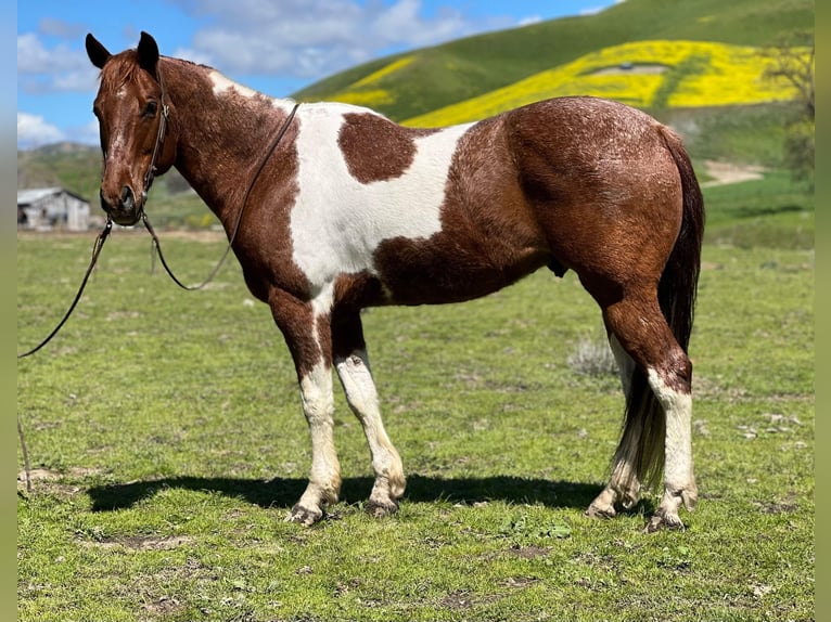 American Quarter Horse Castrone 10 Anni 152 cm Sauro ciliegia in Paicines CA