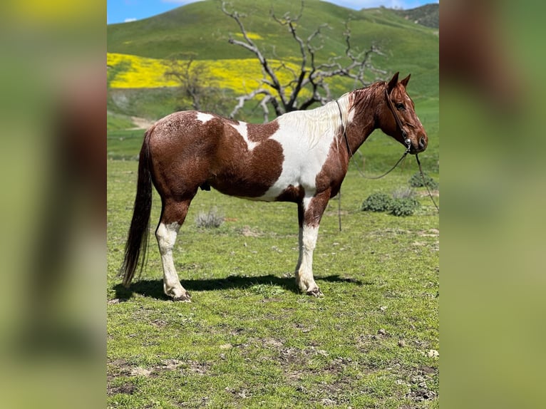 American Quarter Horse Castrone 10 Anni 152 cm Sauro ciliegia in Paicines CA