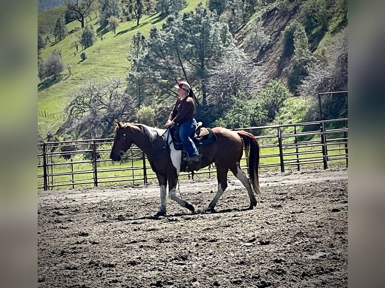 American Quarter Horse Castrone 10 Anni 152 cm Sauro ciliegia in Paicines CA