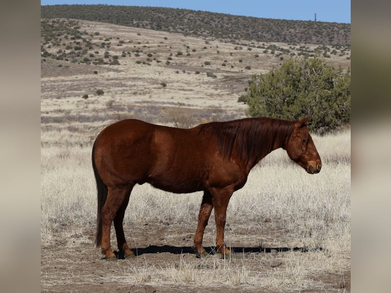 American Quarter Horse Castrone 10 Anni 152 cm Sauro ciliegia in Camp Verde, AZ