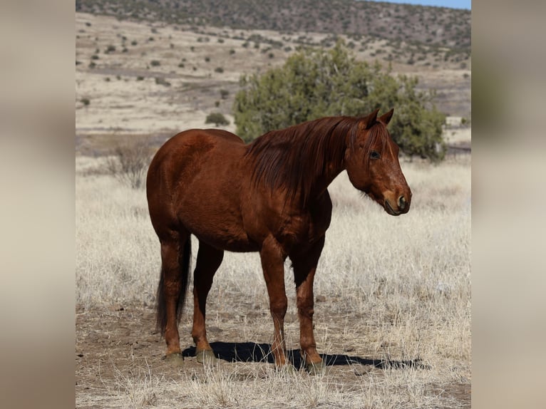 American Quarter Horse Castrone 10 Anni 152 cm Sauro ciliegia in Camp Verde, AZ