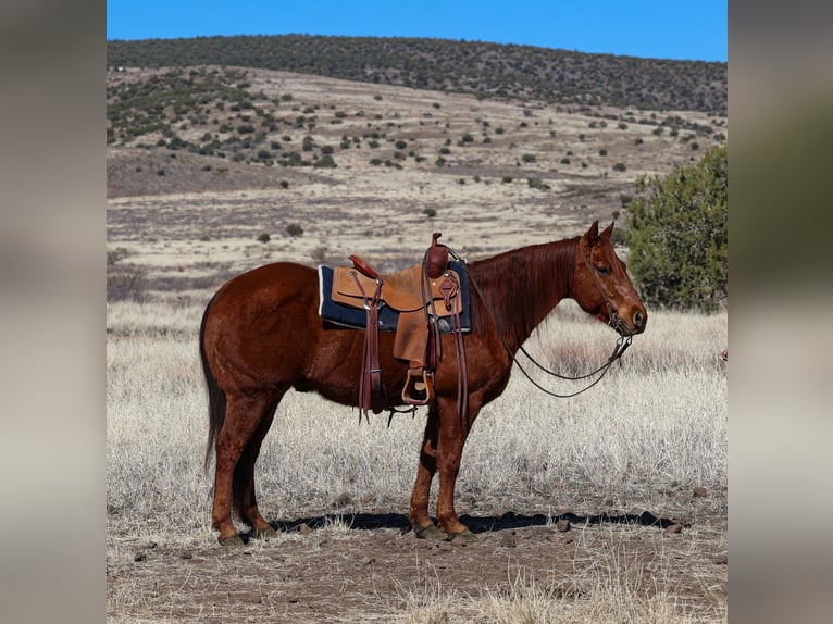 American Quarter Horse Castrone 10 Anni 152 cm Sauro ciliegia in Camp Verde, AZ