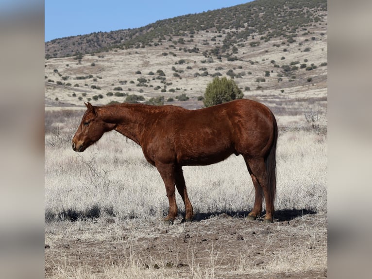 American Quarter Horse Castrone 10 Anni 152 cm Sauro ciliegia in Camp Verde, AZ