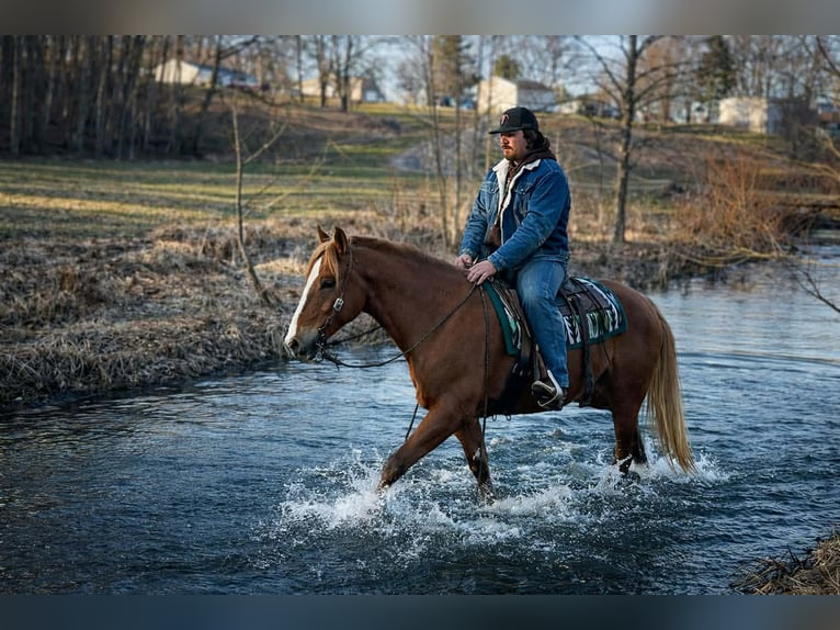 American Quarter Horse Castrone 10 Anni 152 cm Sauro ciliegia in North Bloomfield