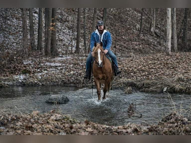 American Quarter Horse Castrone 10 Anni 152 cm Sauro ciliegia in North Bloomfield