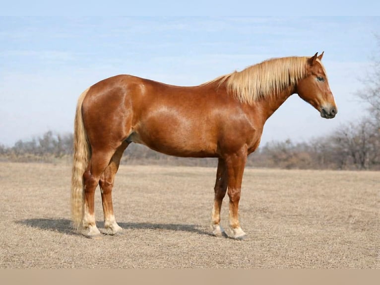 American Quarter Horse Castrone 10 Anni 152 cm Sauro ciliegia in North Bloomfield