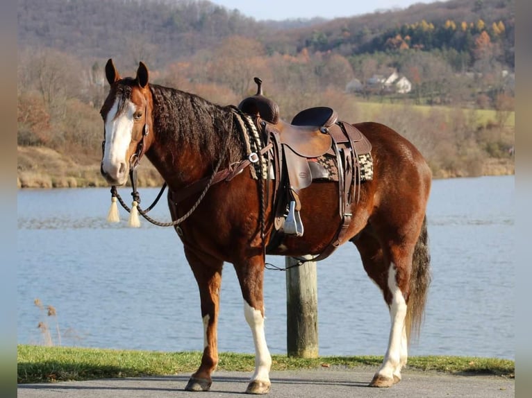 American Quarter Horse Castrone 10 Anni 152 cm Sauro ciliegia in Rebersburg, PA
