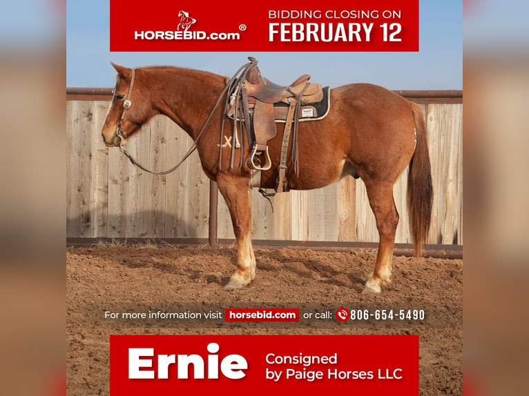 American Quarter Horse Castrone 10 Anni 152 cm Sauro ciliegia in Amarillo