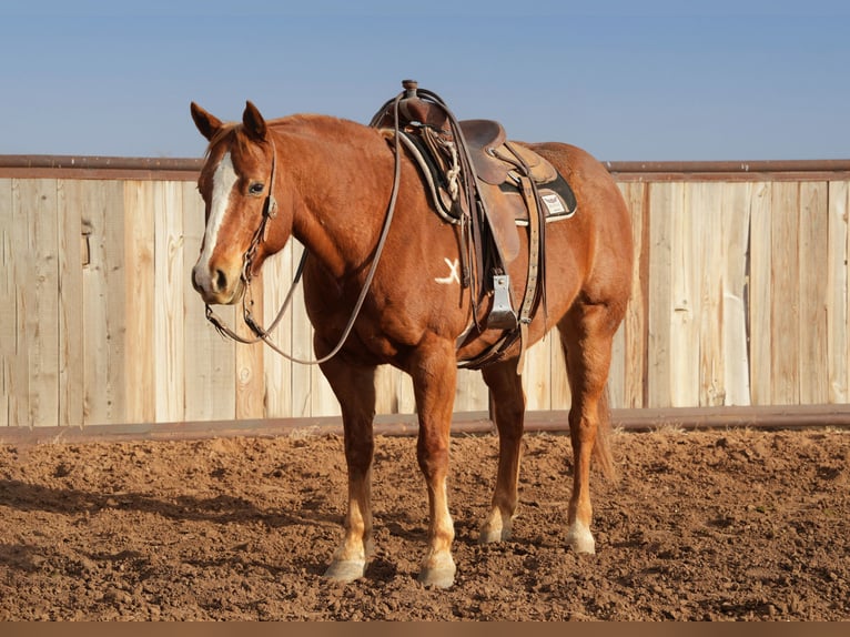 American Quarter Horse Castrone 10 Anni 152 cm Sauro ciliegia in Amarillo