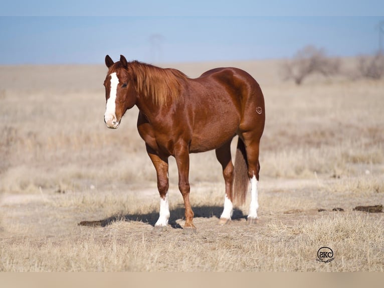 American Quarter Horse Castrone 10 Anni 152 cm Sauro ciliegia in Canyon