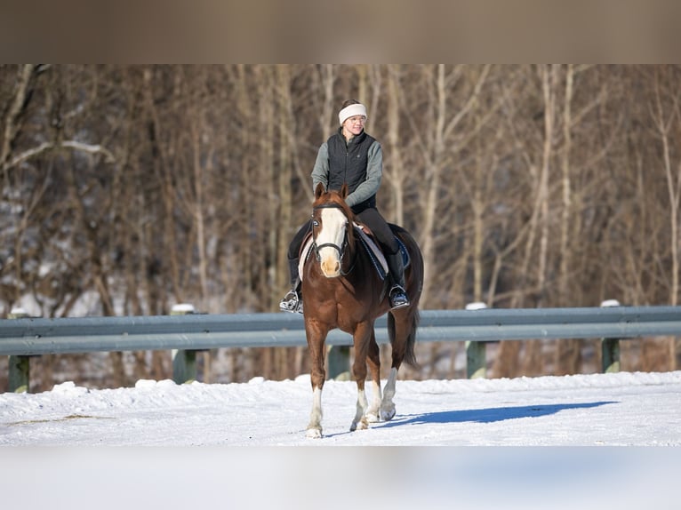 American Quarter Horse Castrone 10 Anni 152 cm Sauro scuro in Fredericksburg, OH