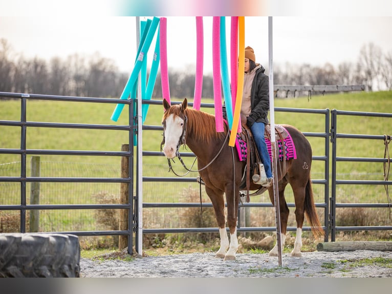 American Quarter Horse Castrone 10 Anni 152 cm Sauro scuro in Fredericksburg, OH