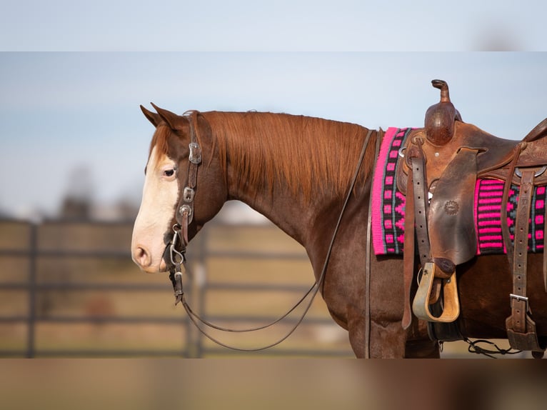 American Quarter Horse Castrone 10 Anni 152 cm Sauro scuro in Fredericksburg, OH