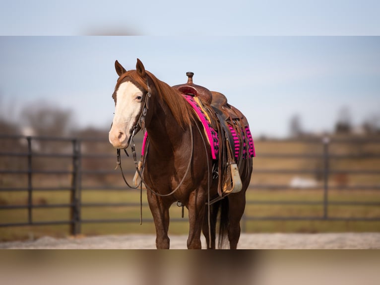 American Quarter Horse Castrone 10 Anni 152 cm Sauro scuro in Fredericksburg, OH