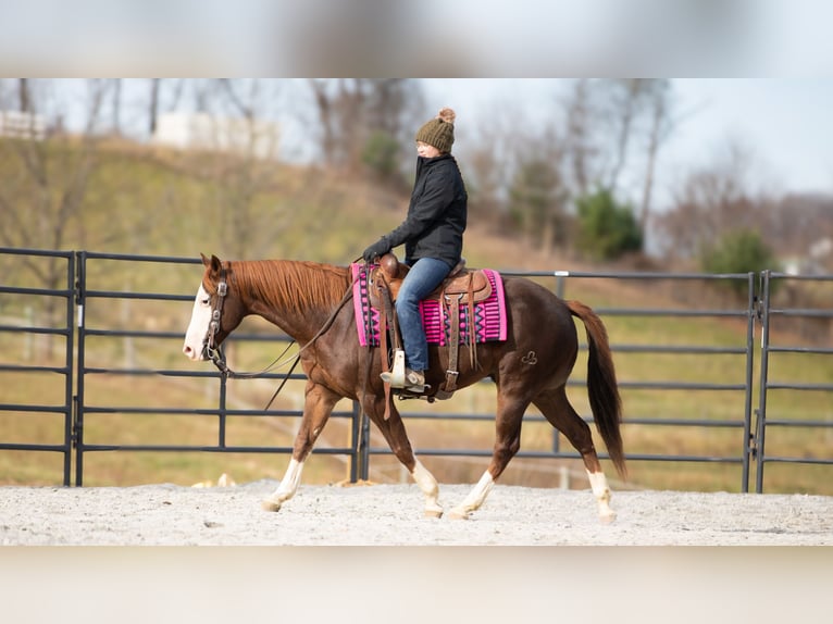 American Quarter Horse Castrone 10 Anni 152 cm Sauro scuro in Fredericksburg, OH