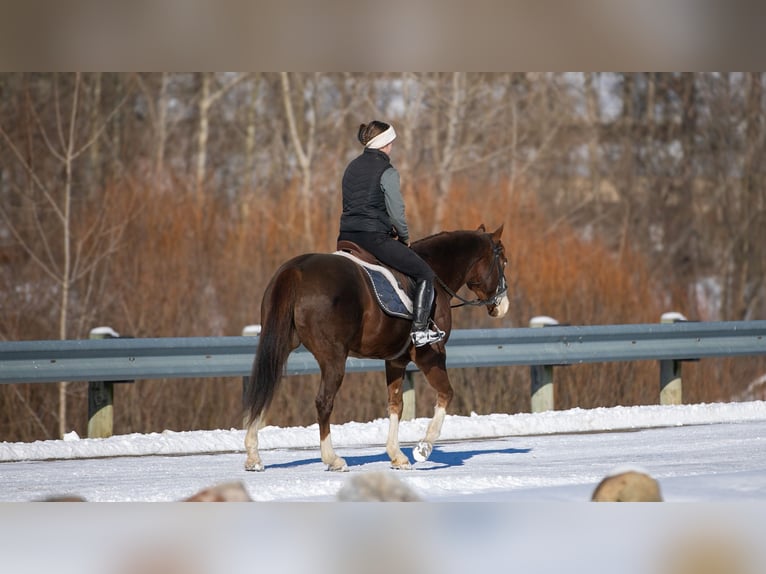 American Quarter Horse Castrone 10 Anni 152 cm Sauro scuro in Fredericksburg, OH