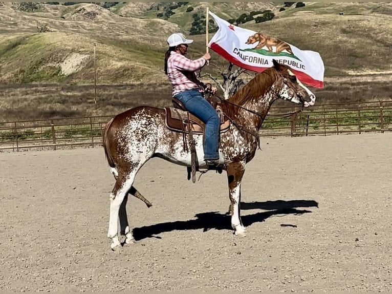 American Quarter Horse Castrone 10 Anni 152 cm Sauro scuro in Bitterwater CA