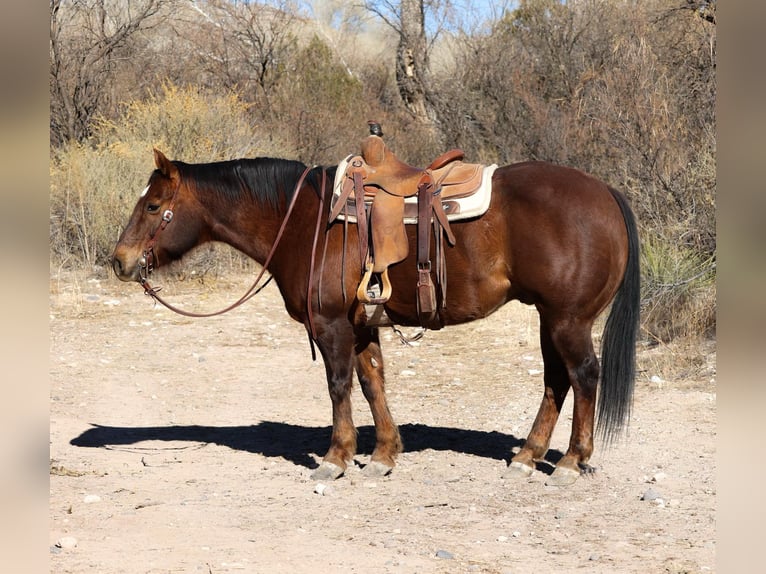 American Quarter Horse Castrone 10 Anni 152 cm Sauro scuro in Camp Verde AZ