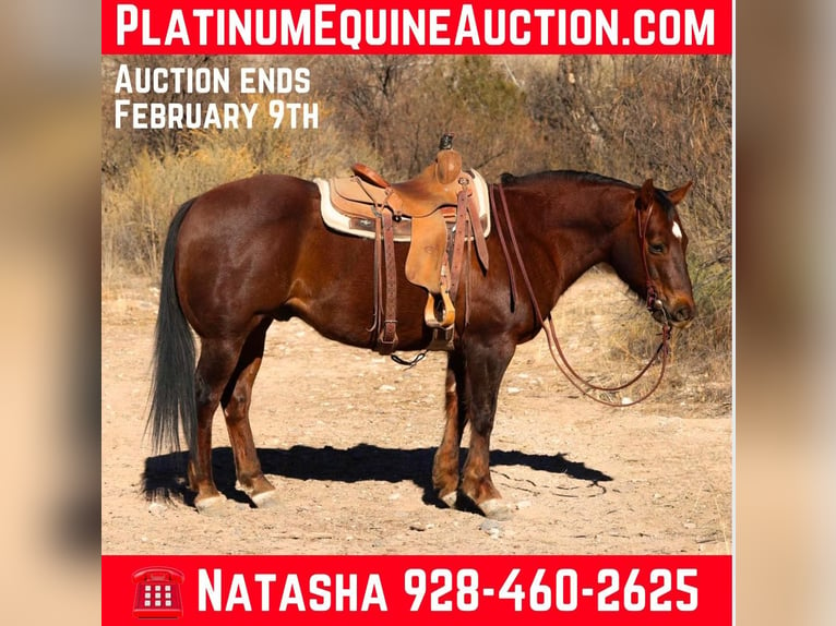 American Quarter Horse Castrone 10 Anni 152 cm Sauro scuro in Camp Verde AZ