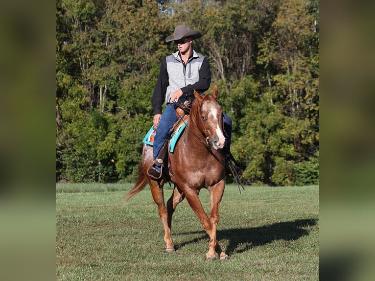 American Quarter Horse Castrone 10 Anni 152 cm Sauro scuro in Mount Vernon