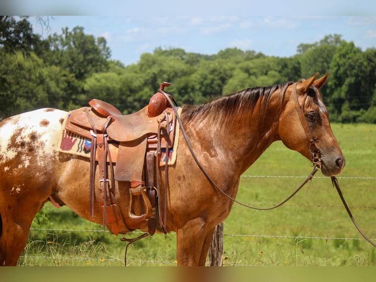 American Quarter Horse Castrone 10 Anni 152 cm Sauro scuro in Rusk TX