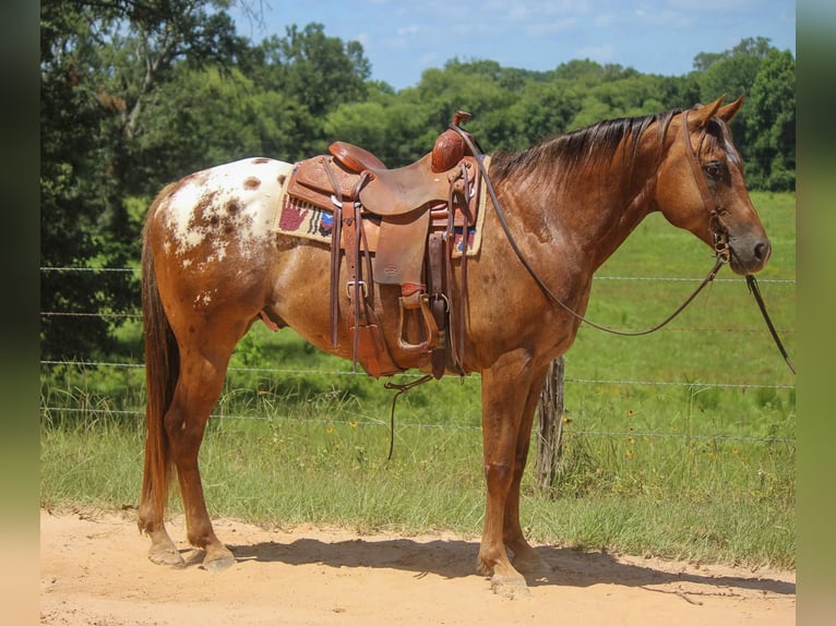 American Quarter Horse Castrone 10 Anni 152 cm Sauro scuro in Rusk TX