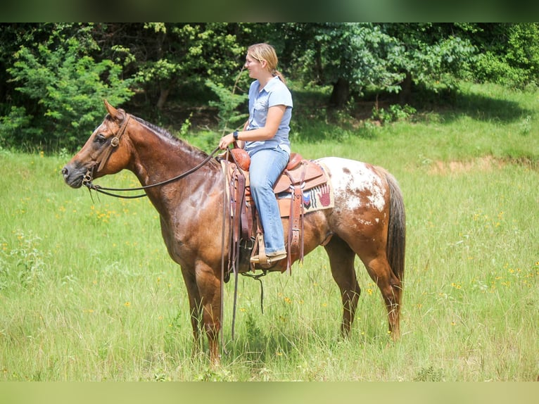 American Quarter Horse Castrone 10 Anni 152 cm Sauro scuro in Rusk TX