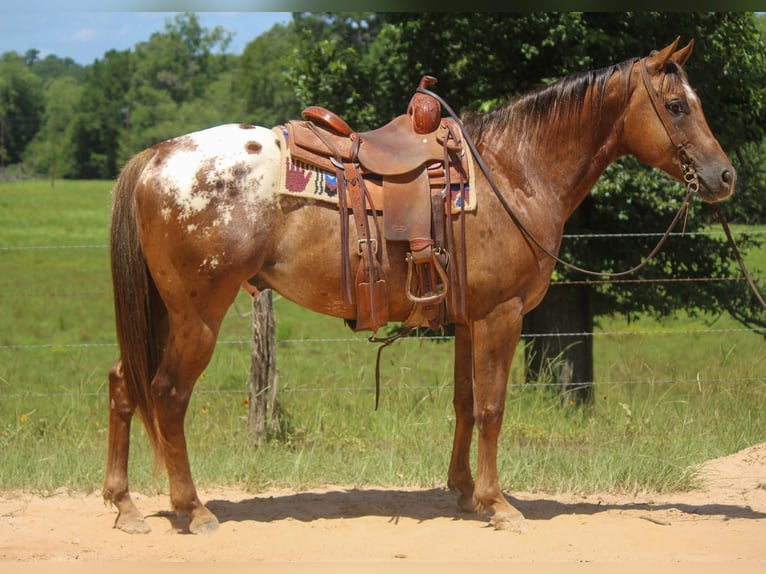 American Quarter Horse Castrone 10 Anni 152 cm Sauro scuro in Rusk TX