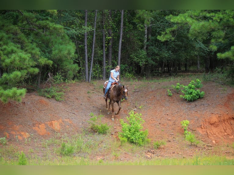 American Quarter Horse Castrone 10 Anni 152 cm Sauro scuro in Rusk TX