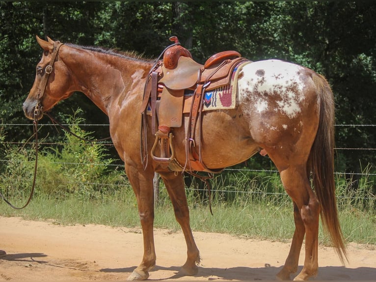 American Quarter Horse Castrone 10 Anni 152 cm Sauro scuro in Rusk TX