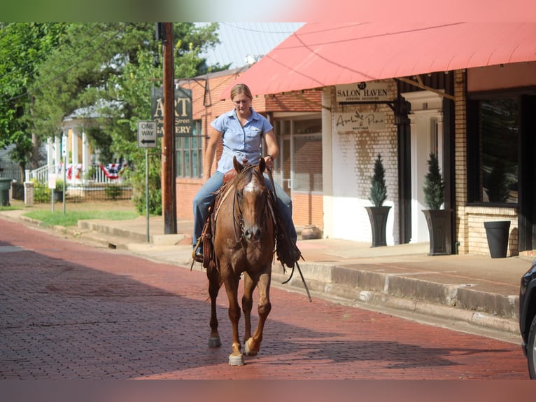 American Quarter Horse Castrone 10 Anni 152 cm Sauro scuro in Rusk TX