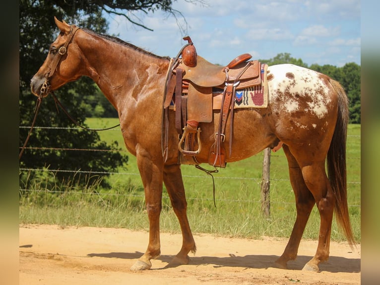 American Quarter Horse Castrone 10 Anni 152 cm Sauro scuro in Rusk TX