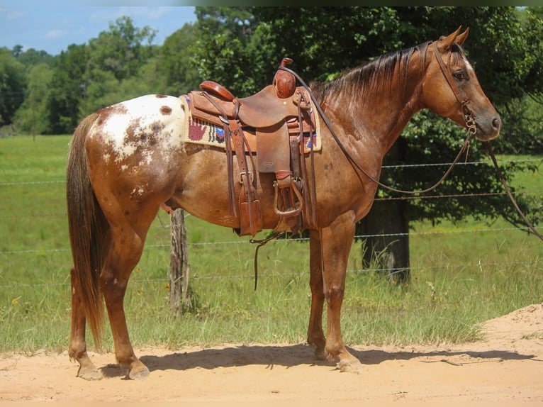 American Quarter Horse Castrone 10 Anni 152 cm Sauro scuro in Rusk TX