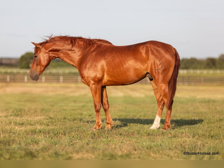 American Quarter Horse Castrone 10 Anni 152 cm Sauro scuro in Weatherford TX