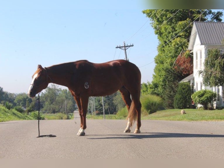 American Quarter Horse Castrone 10 Anni 152 cm Sauro scuro in Wooster OH