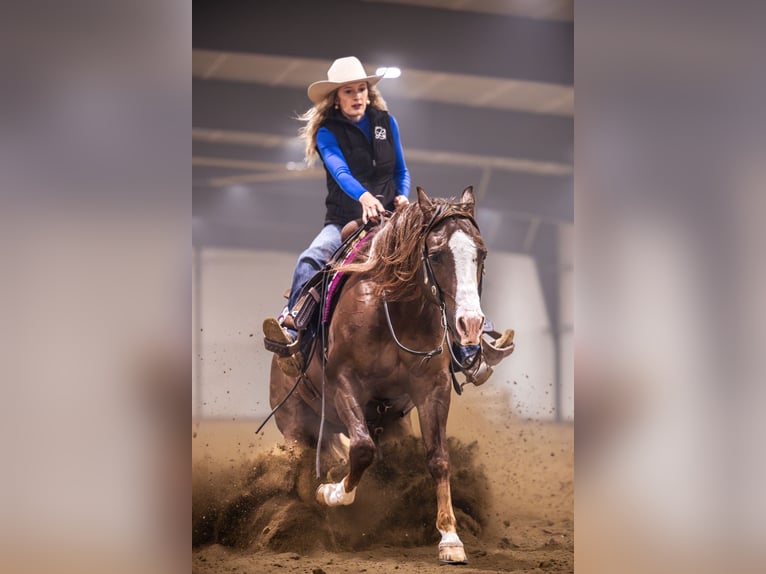 American Quarter Horse Castrone 10 Anni 152 cm Sauro scuro in Canistota