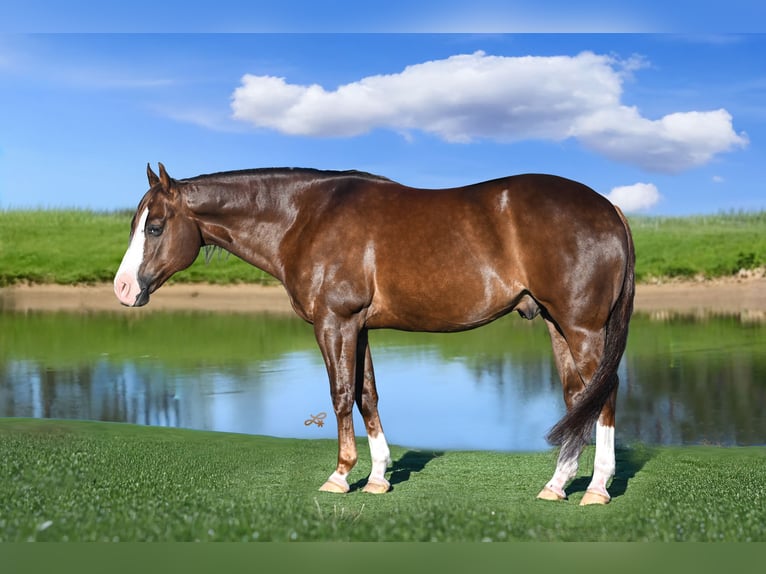 American Quarter Horse Castrone 10 Anni 152 cm Sauro scuro in Canistota