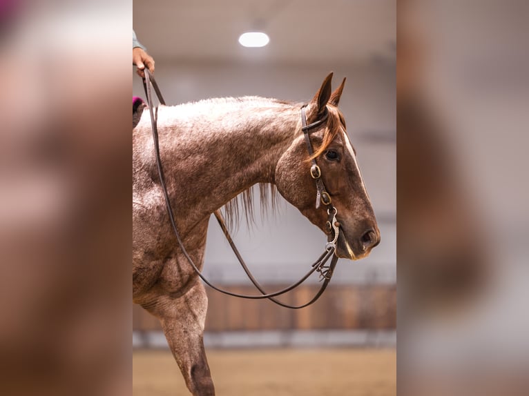 American Quarter Horse Castrone 10 Anni 152 cm Sauro scuro in Canistota